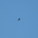 Bald Eagle Overhead
